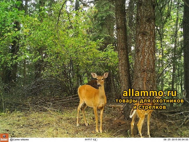 (119837) Фотоловушка (лесная камера) Bushnell Trophy Cam HD Essential E3 