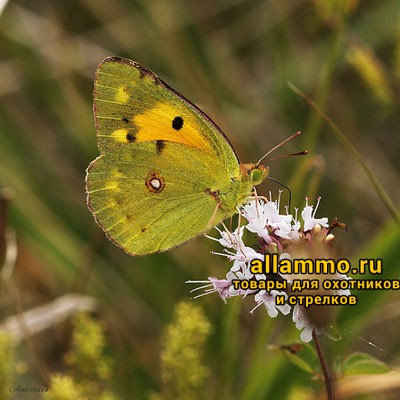 Бинокль Pentax Papilio 6.5х21