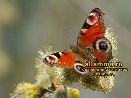 Бинокль Pentax Papilio 6.5х21