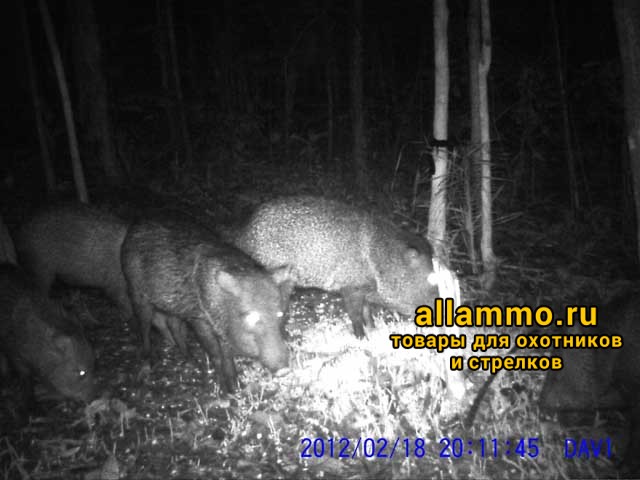 28540_8 (WF5310WMA) Фоторегистратор 5310WMA, 44IR LED, HD видео запись, отправка MMS/E-mail, широкоугольный объектив и внешняя антенна, 12мп