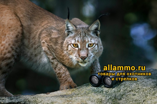 Бинокль Steiner Wildlife 8x42 (2324)