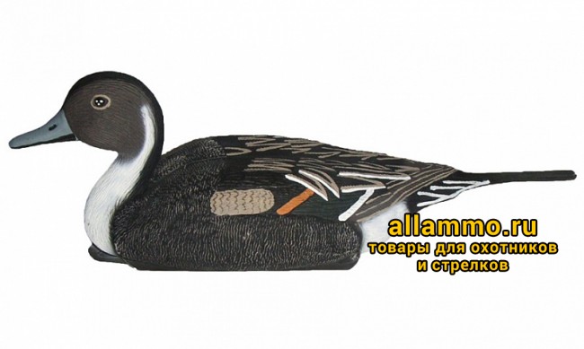 Чучело Шилохвость BIRDLAND (не складной пластик) селезень (7503)