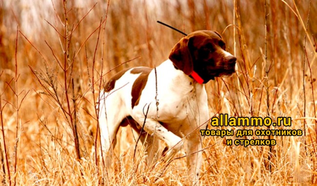 Garmin Astro 320 с ошейником T5 (в кейсе)