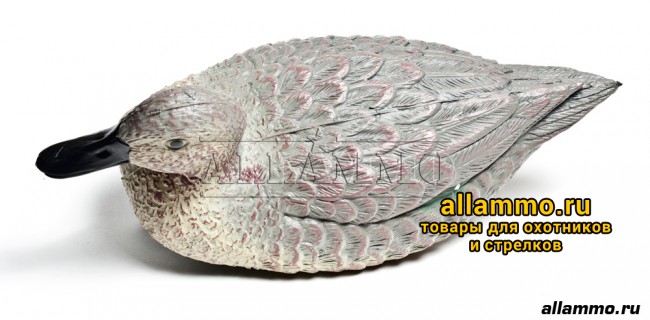 IMG_2924.jpg Чучело Чирка BIRDLAND (не складной пластик) утка (7355)