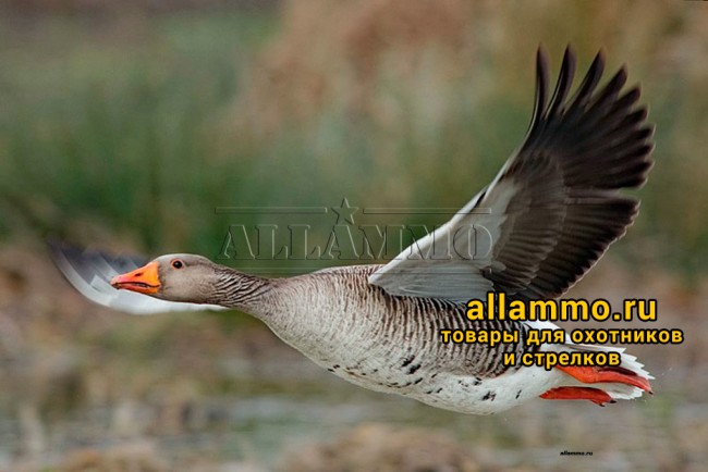 Манок Faulks комбинированный утка/гусь (вишня/орех) (CDG-55)