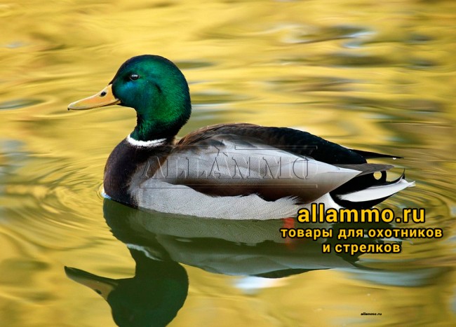 HDpics.ru_68d20831_2159.jpg Манок Faulks на утку (WA-11)