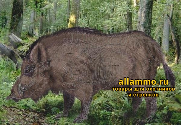 40506.970x0.JPG Мишень "Кабан полноцветный" (700х1000) (100 шт./уп.)