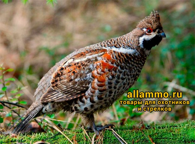 Манок Hubertus никелированный на рябчика 